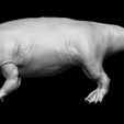 Newamb2.jpg Ambulocetus Natans 3D-Referenzmodell.
