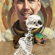 IMG_1726.jpeg Cat Skeleton [Articulated]