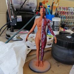 IMG_20190709_161653.jpg Fichier STL gratuit Référence anatomie féminine・Modèle imprimable en 3D à télécharger, Frazus