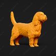 1015-Basset_Griffon_Vendeen_Petit_Pose_01.jpg Basset Griffon Vendeen Petit Dog 3D Print Model Pose 01