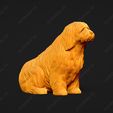 1327-Bearded_Collie_Pose_04.jpg Bearded Collie Dog 3D Print Model Pose 04
