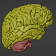20.png 3D Model of Skull and Brain with Brain Stem