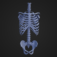 TorsoSkeletal_1.png STL file Torso Skeletal・3D printer design to download