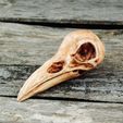 3.jpg Raven Skull