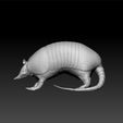 ar4.jpg armadillo