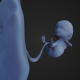Week-12_Fetus_4.png 12 Week Fetus
