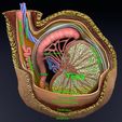 file-7.jpg testis with covering layers 3D model