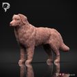 Bernese-Mountain-Dog-Pose-02-Dog-3D-Print-9s.jpeg Bernese Mountain Dog 3D Print Model Pose 02