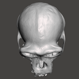 5.png Cranio di scimpanzé - Pan troglodytes verus