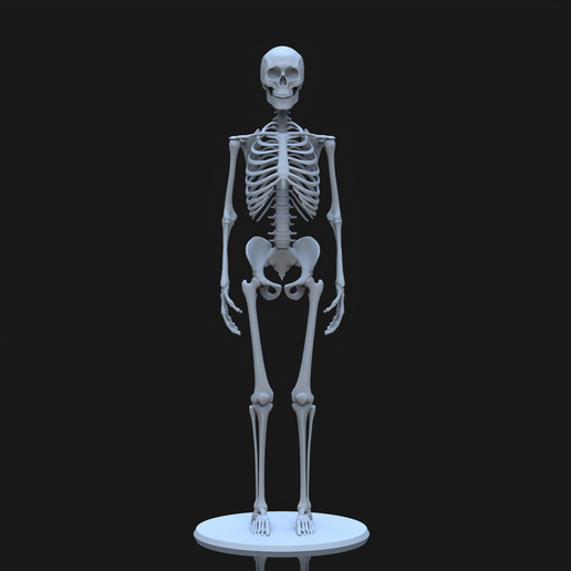 Scene1.1863.png Esqueleto humano