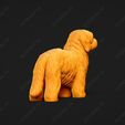 4173-Coton_De_Tulear_Pose_03.jpg Coton De Tulear Dog 3D Print Model Pose 03