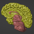 23.png 3D Model of Skull and Brain with Brain Stem
