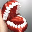 teeth-1.jpg Modèle d'entraînement pour les dents dentaires
