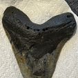 IMG_6985.jpg Large 6in Megalodon Tooth Color Scan