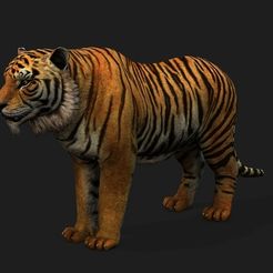 tiger.jpg Tiger