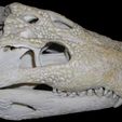 lateral-1.jpg Crocodylus moreletii, Morelet's Crocodile skull