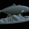 Greater-Amberjack-statue-1-38.png fish greater amberjack / Seriola dumerili statue underwater detailed texture for 3d printing