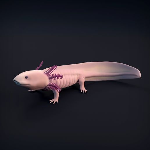 Axolotl_8.jpg 3D-Datei Axolotl・Design für den 3D-Druck zum Herunterladen, AnimalDenMiniatures