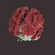 2.png CLUSTER OF NEURAXIS HUMAN BRAIN SEGMENTED
