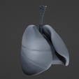 L6.png Human Lungs