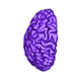 brain 3-_new_l_cortex_mat1.stl 3D Model of Brain and Aneurysm