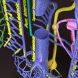 PSfinal0084.jpg Human venous system schematic 3D