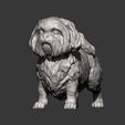 British-Shih-Tzu11.jpg British Shih Tzu 3D print model