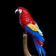 Macaw-Feather-Puzzle-3.jpg Casse-tête en plumes d'ara