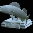 zander-open-mouth-tocenej-38.png fish zander / pikeperch / Sander lucioperca trophy statue detailed texture for 3d printing