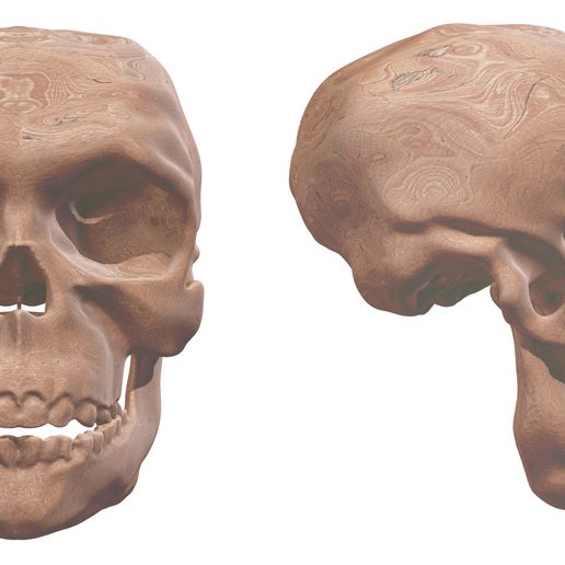 2.jpg Human Evolution: exclusive pack of 5 skulls