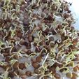 IMG-20200525-WA0028.jpg GERMINATORS, SEED SPROUTS, GERM, GERM, LENTILS, HEALTHY, NATURAL, GERMOIR, SPROUTING, SPROUTS, PIPES, GERMINATED, ORCHARD, GARDEN, SOYBEAN, CHIA, ALFALFA, GERMINATORS, SEED SPROUTS, GERM, GERMOIR, SPROUT, PIPES, GERMINATED, ORCHARD, GARDEN, SOYBEAN, CHIA, ALFALFA