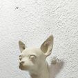 IMG-20250621-WA0022.jpg chihuahua dog head wall mount stl
