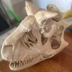 Реконструкция черепа Carnotaurus sastrei