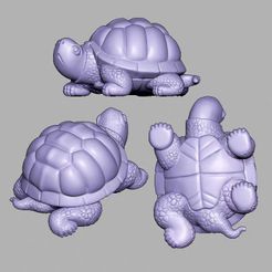 tb_image_share_1697177359636.jpg tortuga