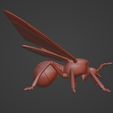 09.jpg Winged Ant