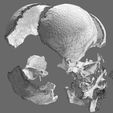 wf8.jpg Human skeleton set complete separable labelled bone names parts 3D model