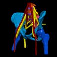 2.jpg 3D Model of Pelvis with Neurovascular Supply