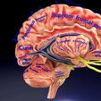 centralnervoussystemcortexlimbicbasalgangliastemcerebel3dmodelblend2.jpg Central nervous system cortex limbic basal ganglia stem cerebel 3D model