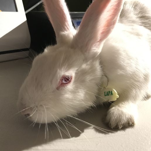 Rabbit tag - 3D model önizlemesi