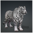 portada2F.png TIGER TIGER - DOWNLOAD TIGER 3d model - animated for blender-fbx-unity-maya-unreal-c4d-3ds max - 3D printing TIGER TIGER - CAT - FELINE - MONSTER - RAPTOR PREDATOR