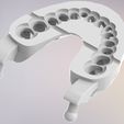 13.jpg 3D Dental Jaws Replica with Detachable Teeth