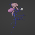 3.png 3D Model of Brain Stem and Cranial Nerves