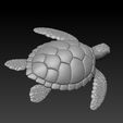 3.jpg Sea turtle