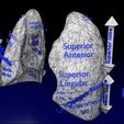 lung-pulmonary-segment-anatomy-3d-model-blend-5.jpg Lung Pulmonary segment anatomy 3D model