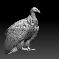 67895.jpg modèle d'impression 3D de vautour