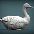 snow-goose4.jpg snow goose 3D print model
