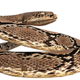 2.png Rattle Snake