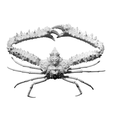 Capture d’écran 2018-09-13 à 17.26.47.png Elbow Crab