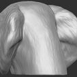 8.jpg Spaniel Cavalier dog head for 3D printing