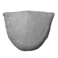 G191a.jpg STL file Ordovician brachiopod 18・3D printing design to download